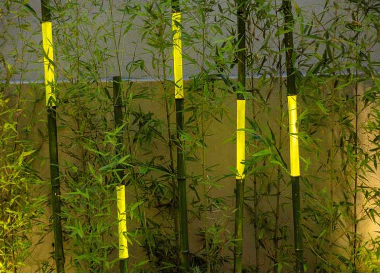 Bamboo Tree Light