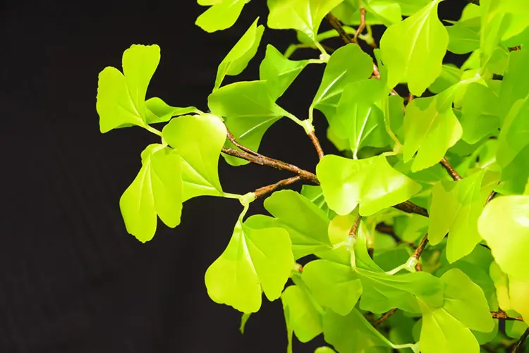 green ginkgo tree light