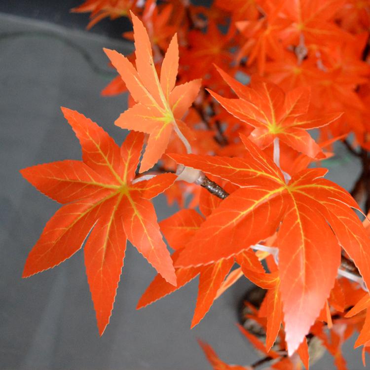 Canadian maple leaf