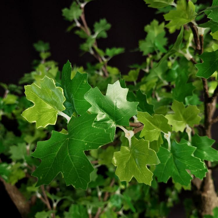 green maple tree light